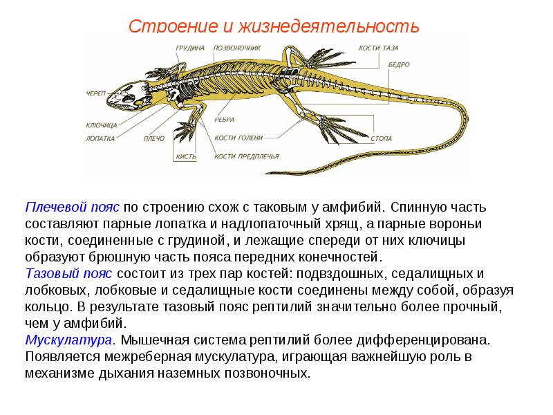 Заполните схему класс пресмыкающиеся