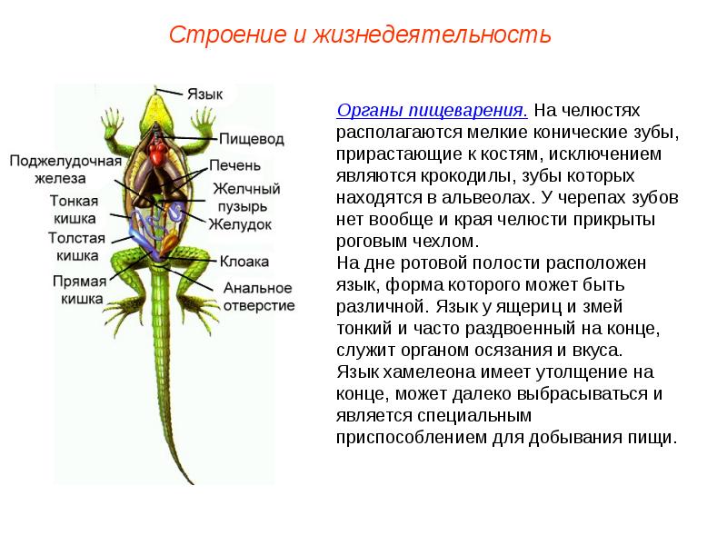 Презентация внешнее строение пресмыкающихся