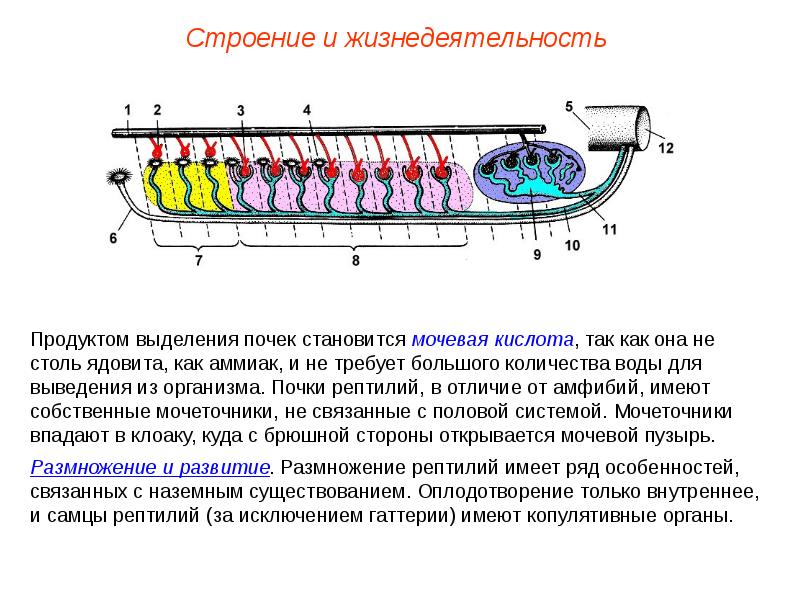 Внутреннее строение и жизнедеятельность пресмыкающихся 7 класс презентация