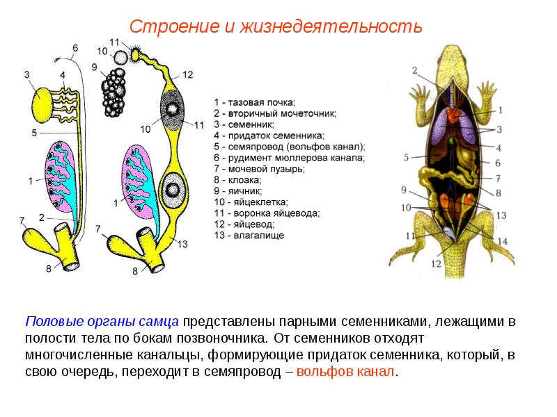 Земноводные презентация пименов