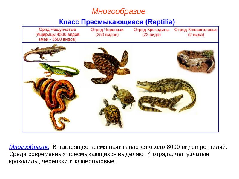 Схема класс пресмыкающиеся 7 класс