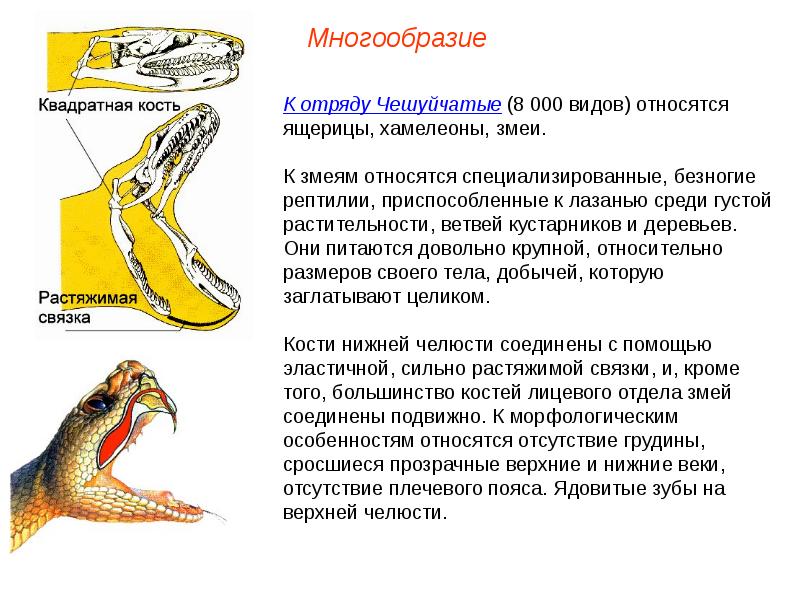 Биология 7 класс пресмыкающиеся презентация 7 класс