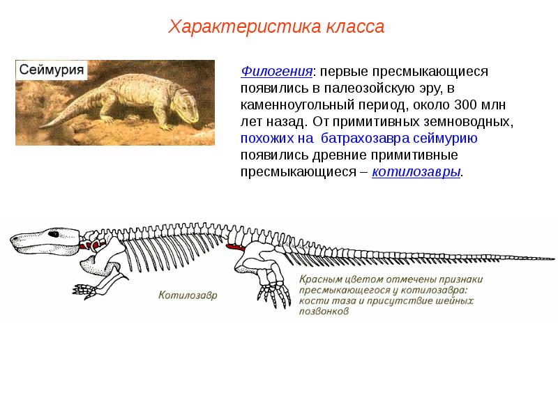 Пресмыкающиеся презентация егэ