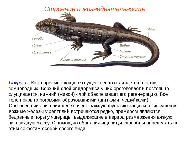 Земноводные презентация пименов