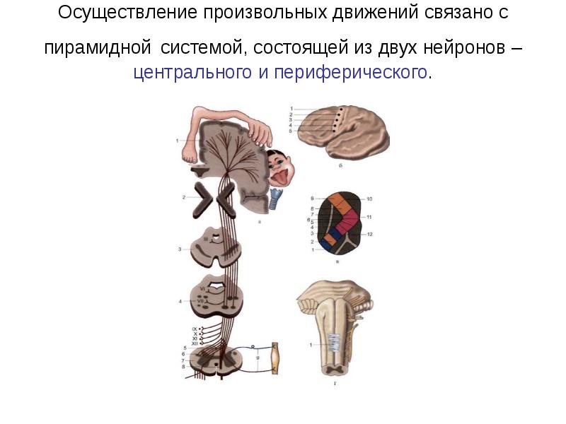 Полное отсутствие произвольных движений