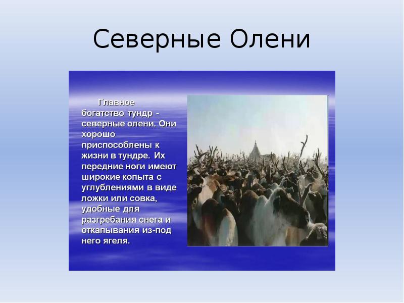 Тундра доклад и презентация