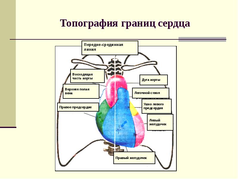 Широких сердец пограничная. Проекция предсердий и желудочков у взрослых. Типография органов сердечно сосудистой системы. На рисунке части и поверхности сердца. Определение проекций сердечно сосудистой системы.