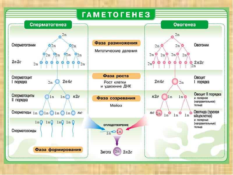 Гаметогенез схема с подписями