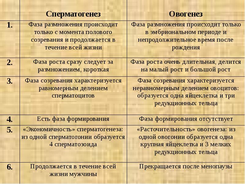 Сравнительная характеристика половых клеток