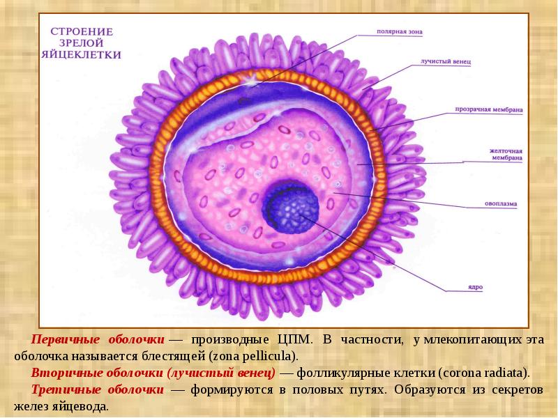 Яйцеклетка картинка с подписями