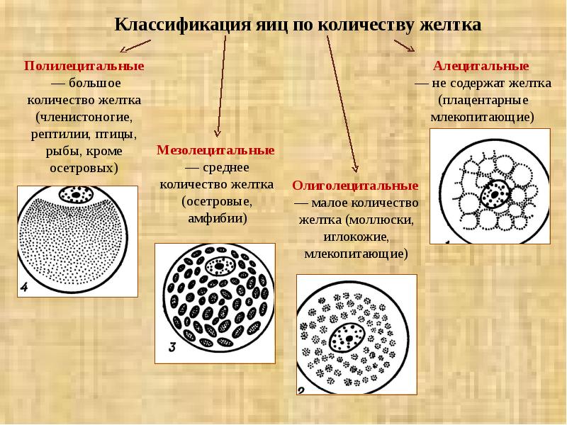 Типы яйцеклеток. Классификация яйцеклеток по количеству желтка. Классификация яйцеклеток по распределению желтка. Типы яйцеклеток по распределению желтка таблица. Строение и типы яйцеклеток.