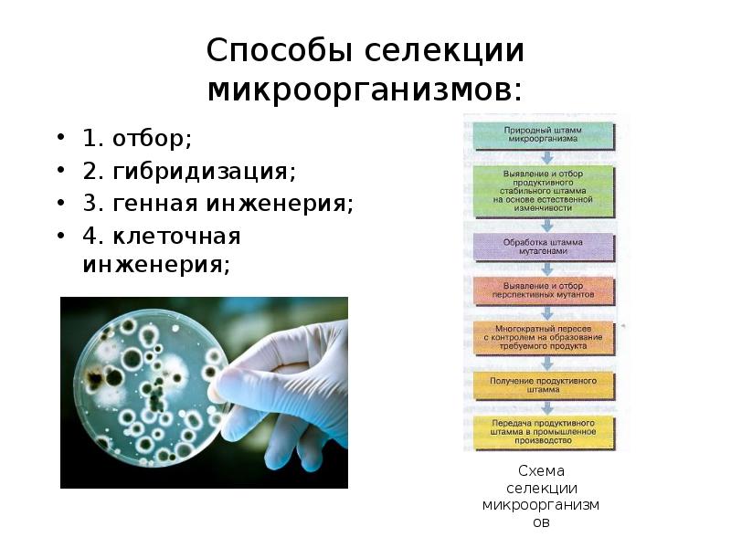 Презентация пименов селекция микроорганизмов