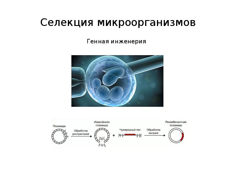 Селекция микроорганизмов проект