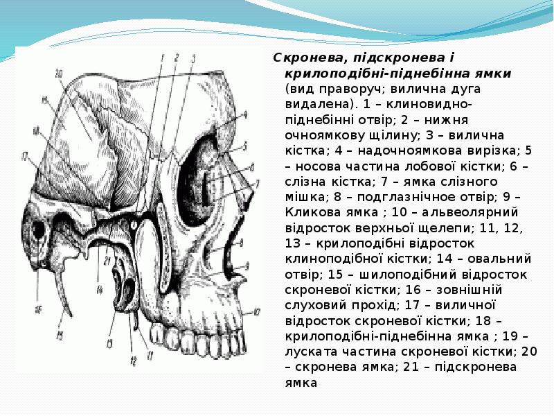 Крыловидно небная ямка каналы. Височная ямка у животных. Скронева. Височная ямка структура образования. Височная ямка коровы.