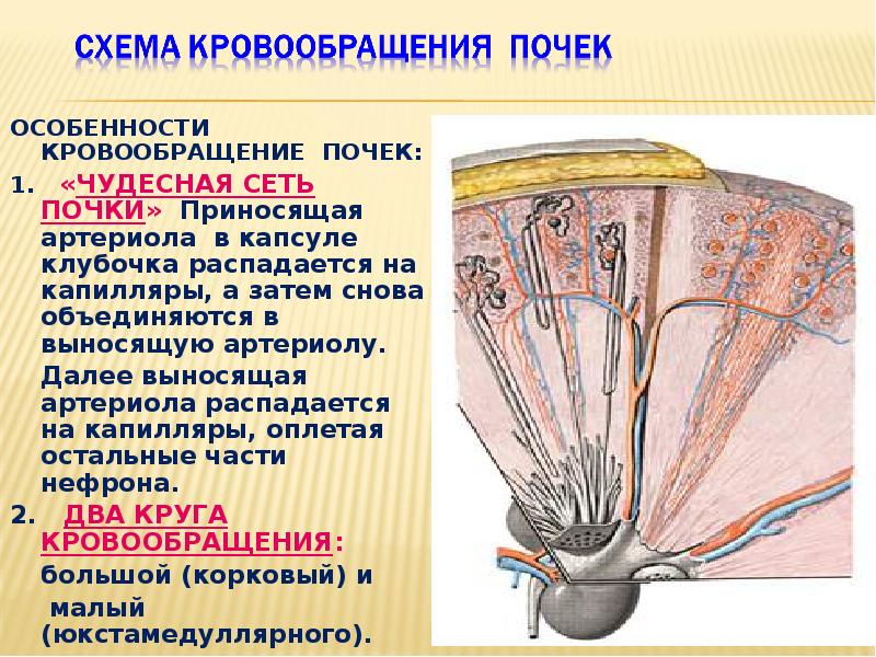 Двойная капиллярная сеть в почках схема