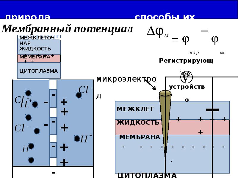 Мембранный потенциал схема