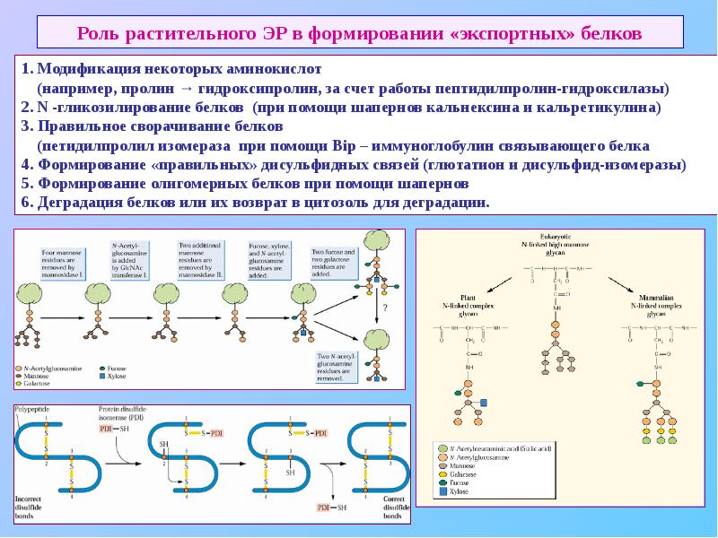 Формирование белков. Модификация белка гликозилирование. Роль дисульфидных связей в формировании. Вторичное гликозилирование. Экспортные белки клетки.