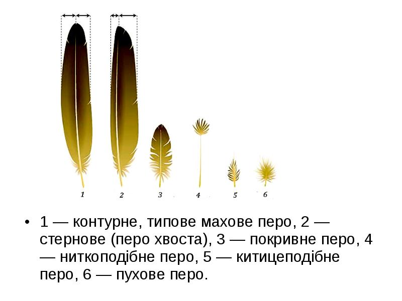 Когда у кайрят вырастают маховые и рулевые перья схема предложения