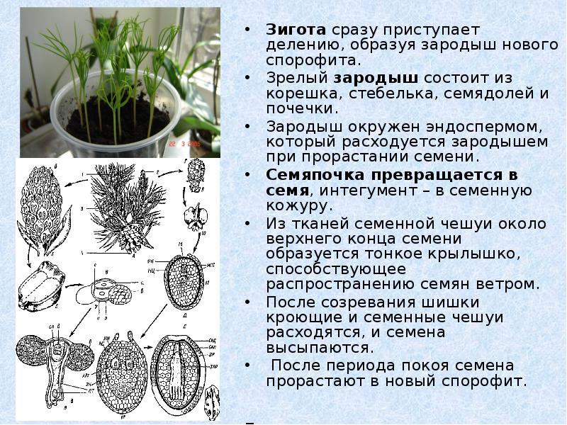 Семя голосеменного растения содержит. Зигота у растений. Зигота голосеменного растения. Зародыш спорофита. Зигота у голосеменных.