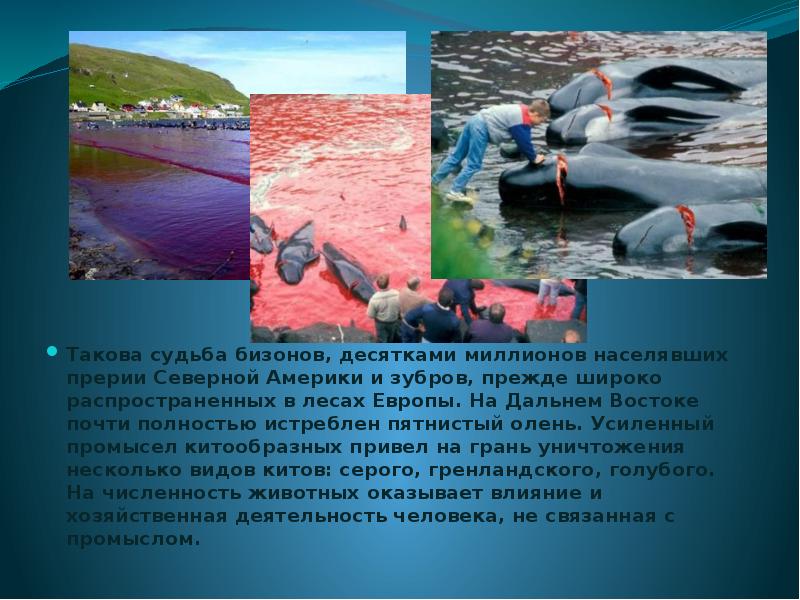 Такова судьба бизонов, десятками миллионов населявших прерии Северной Америки и зубров, Такова судьба бизонов, десятками миллионов населявших прерии Северной Америки и зубров,