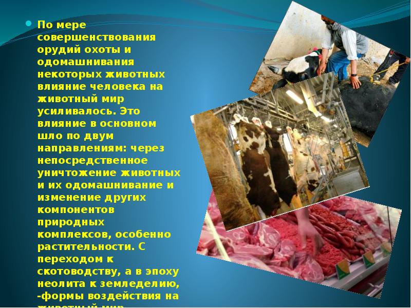 По мере совершенствования орудий охоты и одомашнивания некоторых животных влияние человека По мере совершенствования орудий охоты и одомашнивания некоторых животных влияние человека