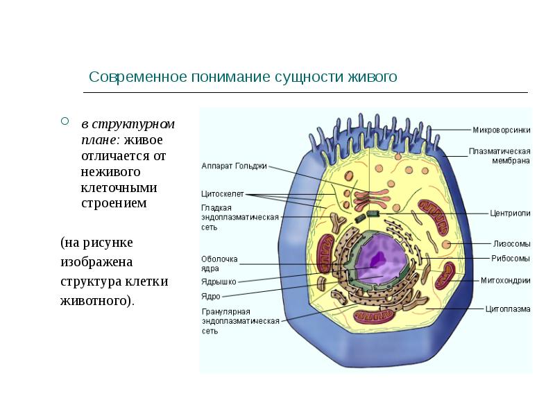 В животной клетке их 1 2