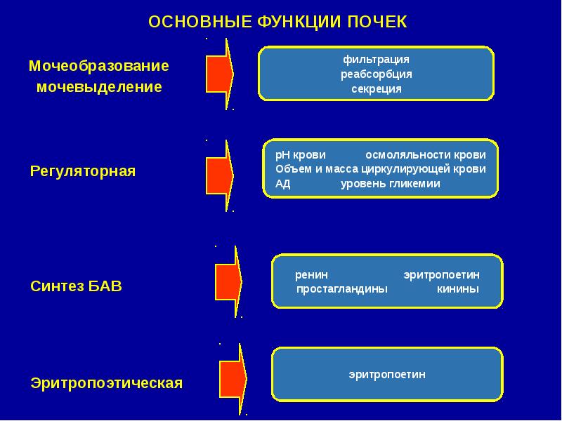 Лекция по теме Выделительная система 