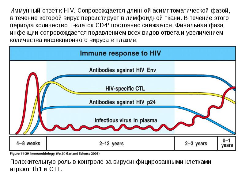 Антитела к human immunodeficiency virus 1. Асимптоматический период. Лимфоидная ткань при иммунодефиците. Асимптоматические носители. Асимптоматические пациенты как понять.