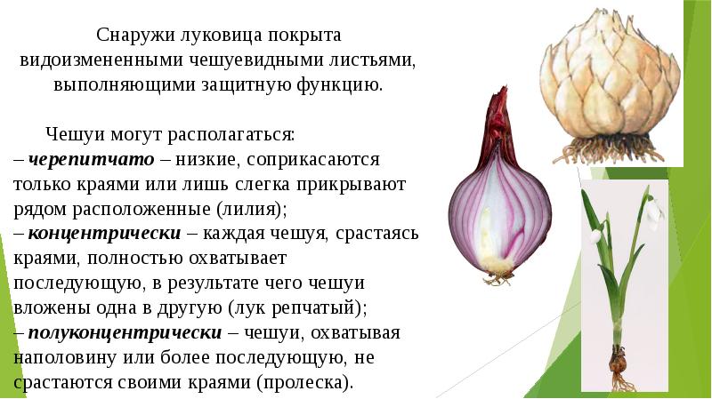 Луковица побег