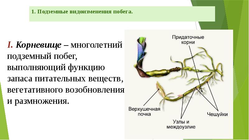 1. Подземные видоизменения побега.  I. Корневище – многолетний подземный побег,