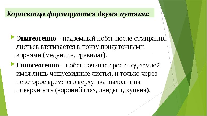 Корневища формируются двумя путями: Эпигеогенно – надземный побег после отмирания листьев