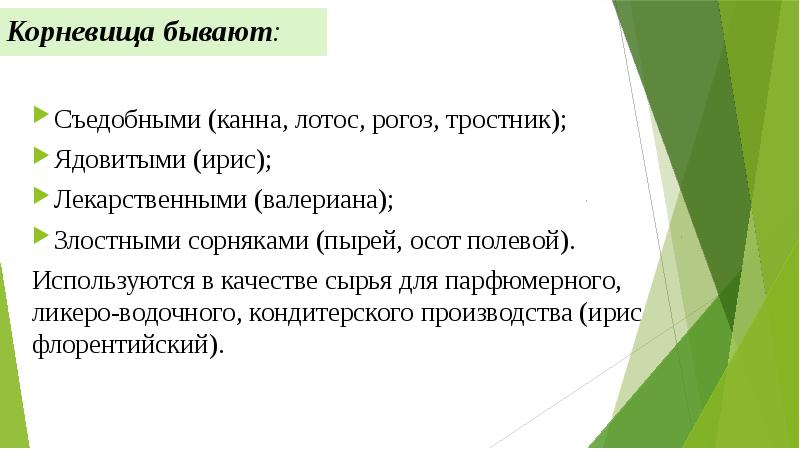 Корневища бывают: Съедобными (канна, лотос, рогоз, тростник); Ядовитыми (ирис); Лекарственными (валериана);