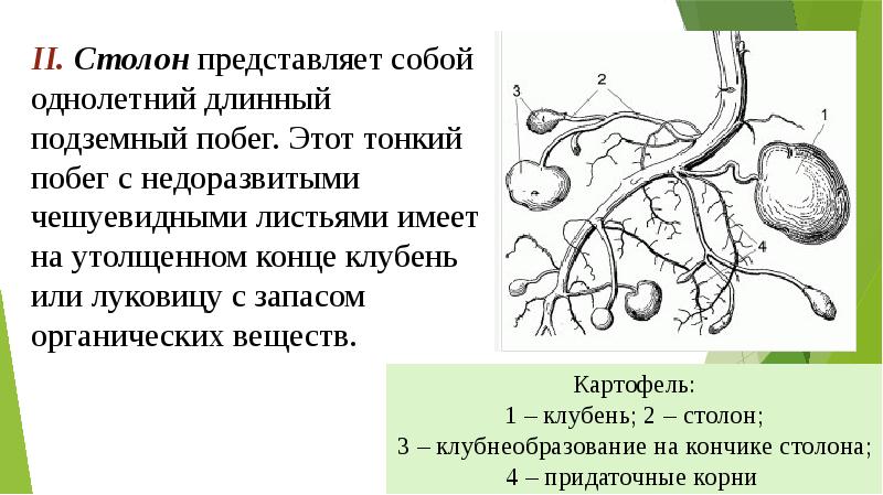 II. Столон представляет собой однолетний длинный подземный побег. Этот тонкий побег
