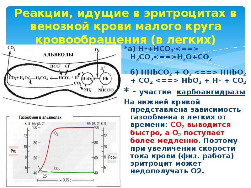 Какой физический процесс обеспечивает газообмен в тканях