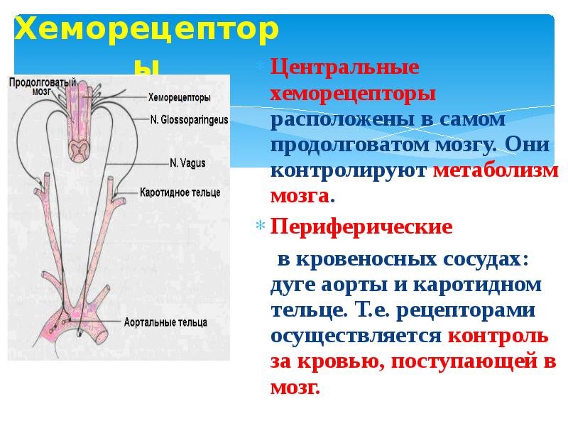 Хеморецепторов дуги аорты