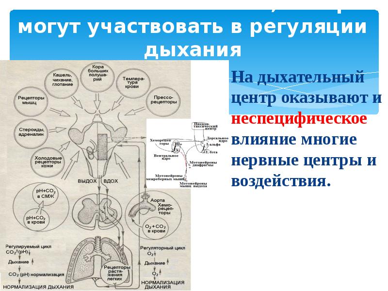 Регуляция дыхания конспект кратко. Дыхательные движения регуляция дыхания схема. Нервная регуляция дыхания схема. Схема регуляции дыхания физиология. Опорный конспект по дыхательной системе.