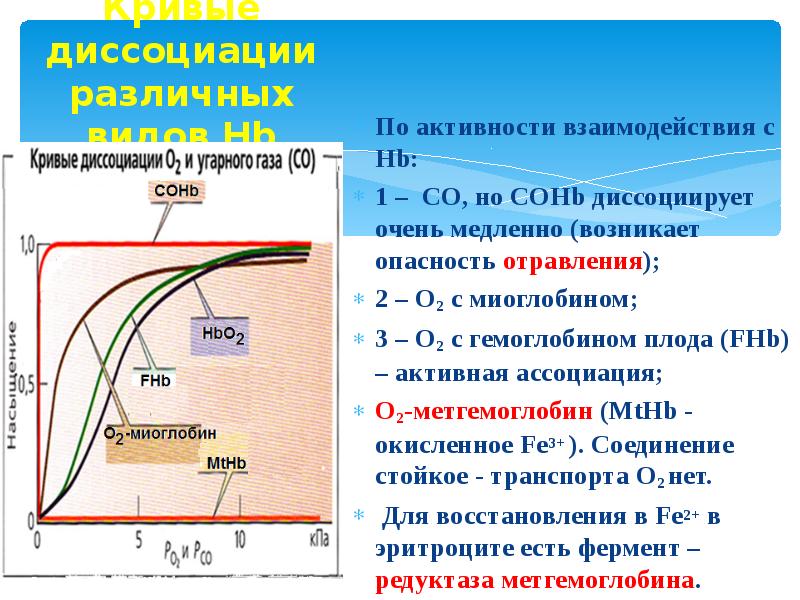 Транспорт газов. Транспорт газов кровью физиология. Кривая оксигенации гемоглобина и миоглобина. Транспорт газов в тканях. Транспорт кислорода от легких к тканям.