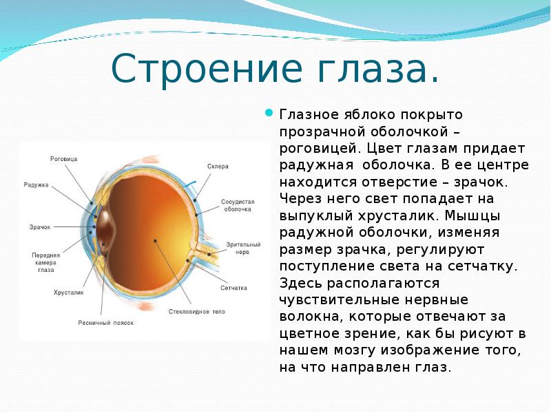 Покрывает глазное яблоко