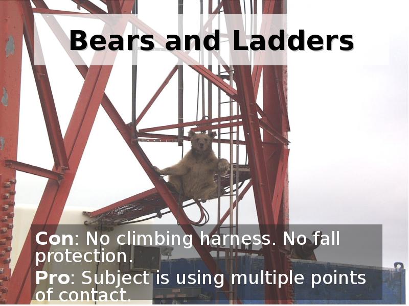 bears-and-ladders