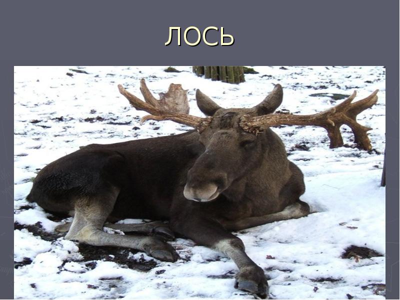 Животные Курганской Области Фото