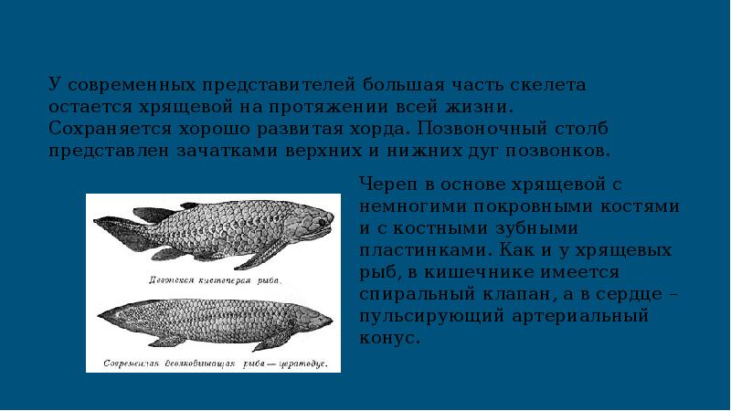 Какие особенности кистеперых рыб