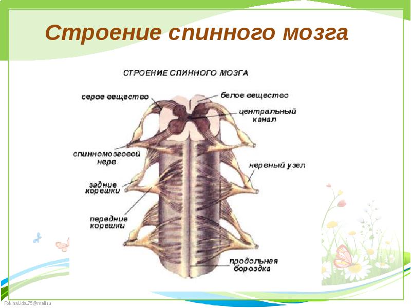 Спинной мозг строение презентация