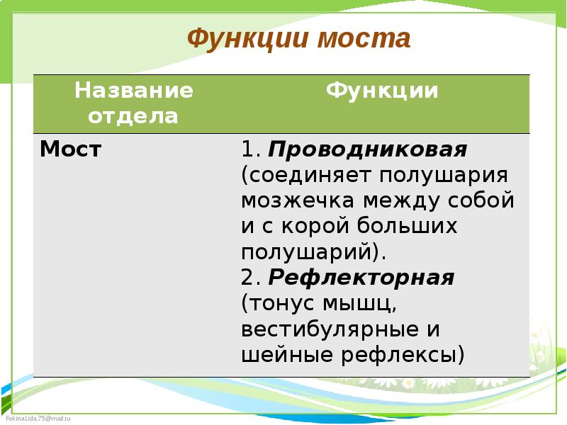 Мост функции. Мост функции кратко. Проводниковая функция моста. Мост центры и функции. Мост функции биология.