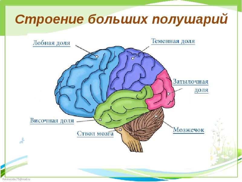 Проект полушария головного мозга