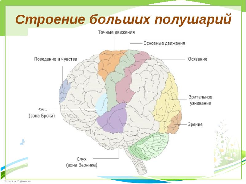 Большие полушария головного мозга функции и строение. Структуры полушарий большого мозга. Строение и функции больших полушарий мозга. Большие полушария мозга строение. Структура соединяющая полушария большого мозга.