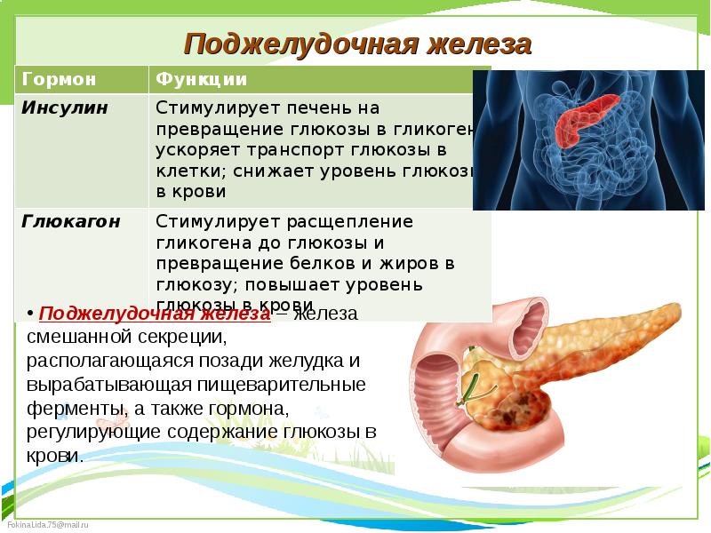 поджелудочная железа функции в организме. гормональные препараты поджелудочной железы классификация. физиологическая роль гормонов поджелудочной. гормон поджелудочной железы инсулин. внутрисекреторная гипофункция поджелудочной железы.