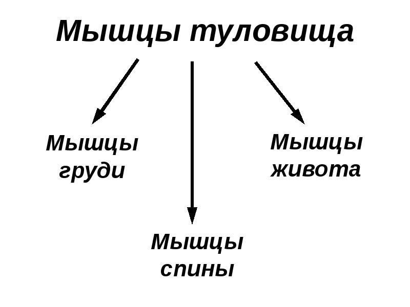 Мышцы живота и спины презентация