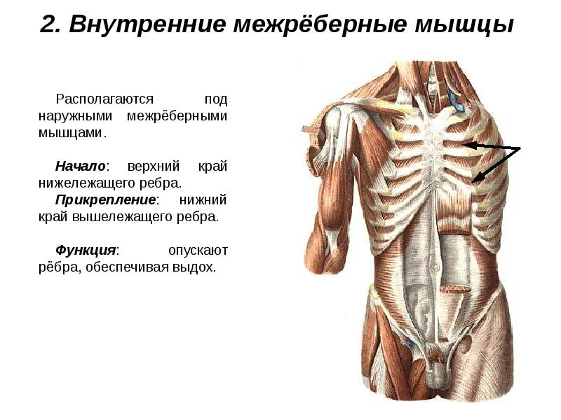 Мышцы живота и спины презентация