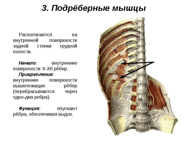 Мышцы живота и спины презентация