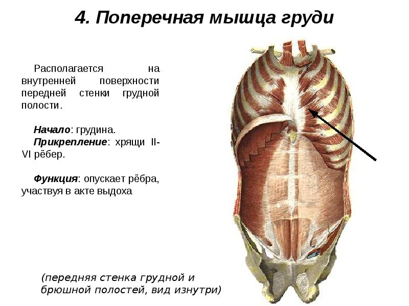 Мышцы живота и спины презентация